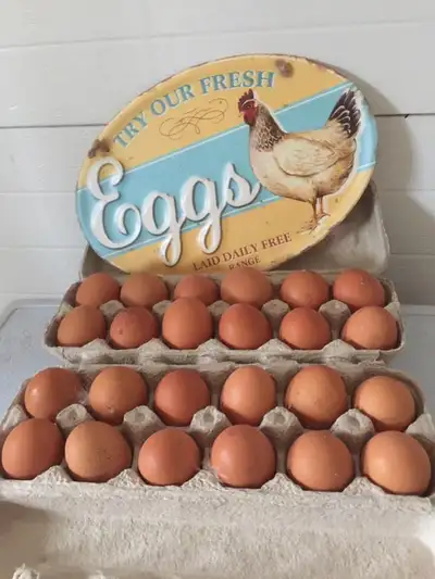 FREE RANGE  FARM EGGS FOR SALE, View more