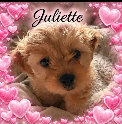 Teddy  Bear Maltipoo, View more