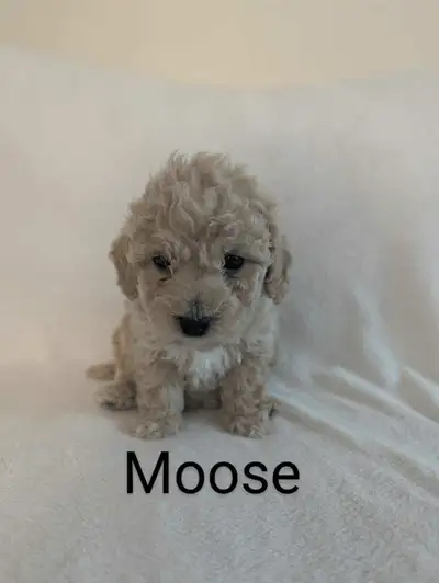 Hi! We have a litter of 6 male beautiful puppies for sale, who were born on April 20th. Mother is a...