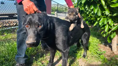 Pure breed german shepherd puppies are available Please contact 250-801-0218