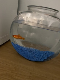 Fish bowl with one Gold fish and rocks