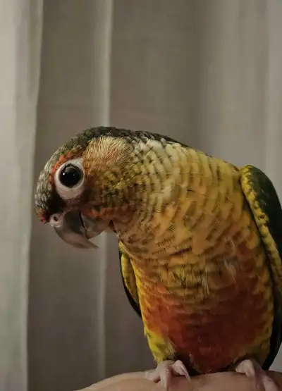 12 week old male conure, View more