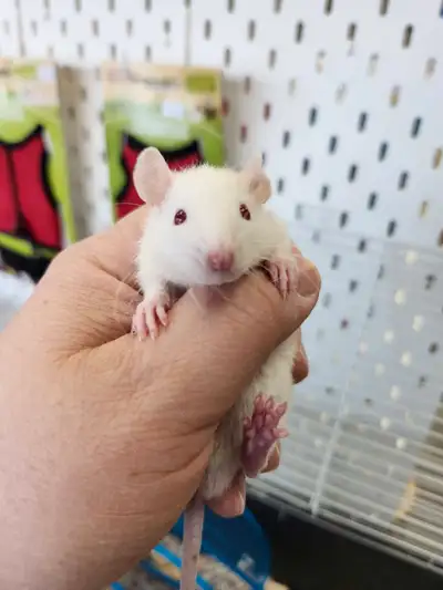 Cute and friendly baby rat now available $19.99 ea Dumbo Rex male Pets Ave is a local family owned s...