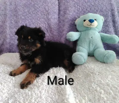 Hi ! We still have 2 cute little Australian Shepherd puppies that are looking for their new families...