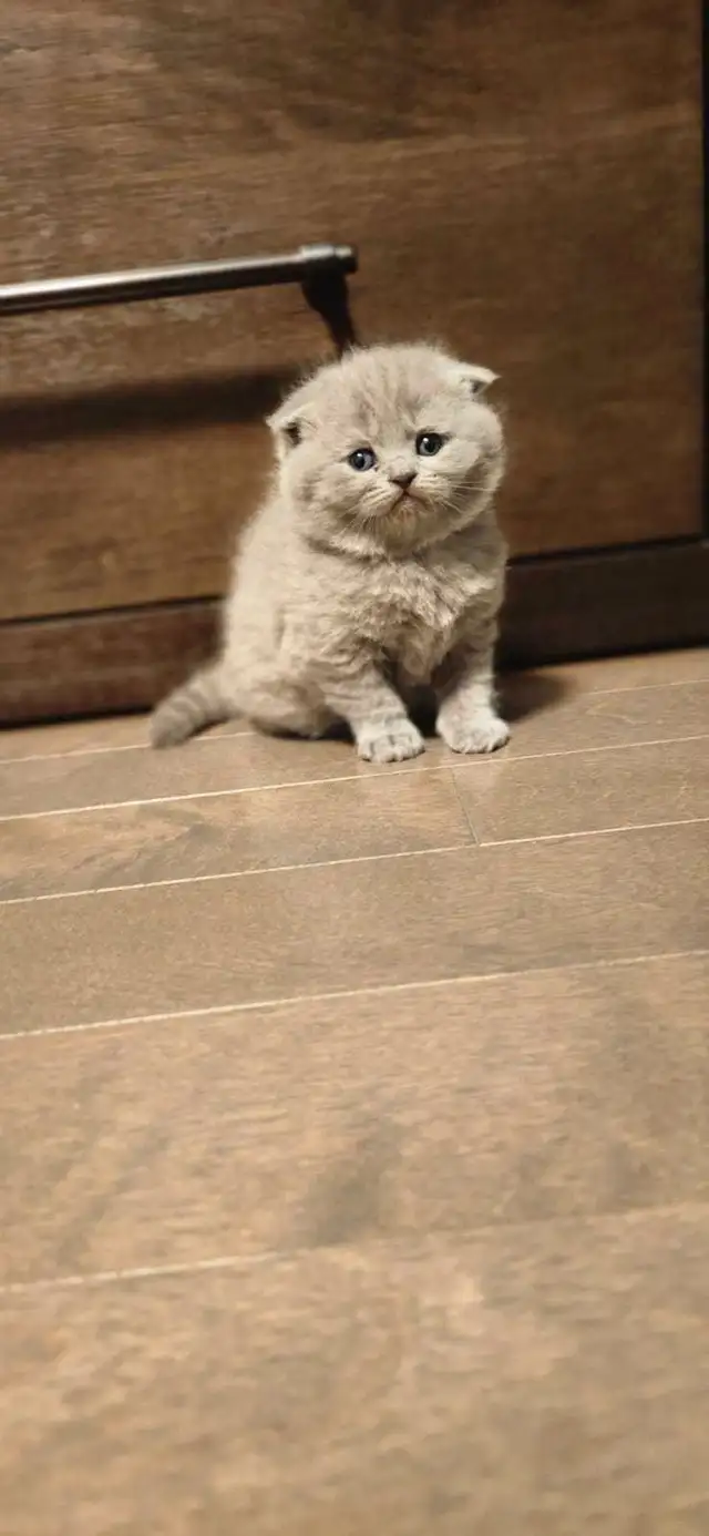 1 chaton/ 1 kitten in Cats & Kittens for Rehoming in Longueuil / South Shore - Image 3
