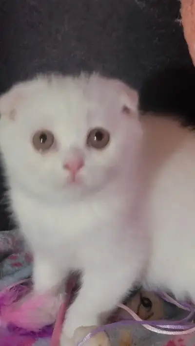 scottish fold kitten, View more
