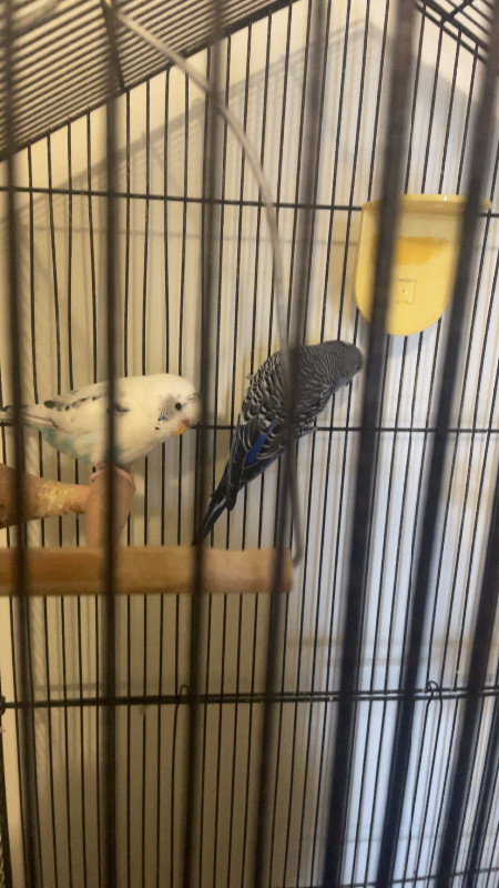 Two Budgie on sale in Birds for Rehoming in Chilliwack - Image 3