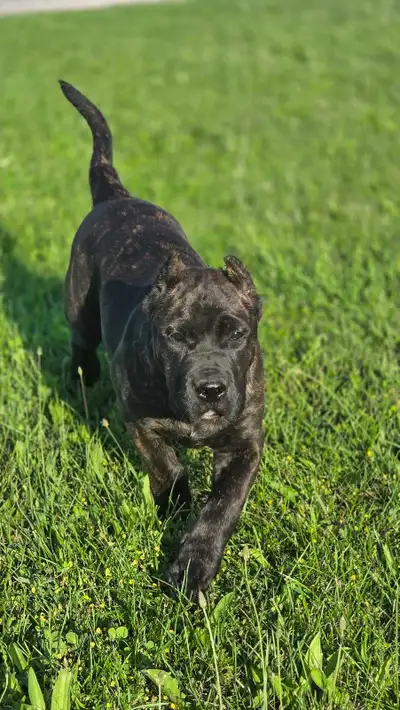 Presa Canario Pup, View more