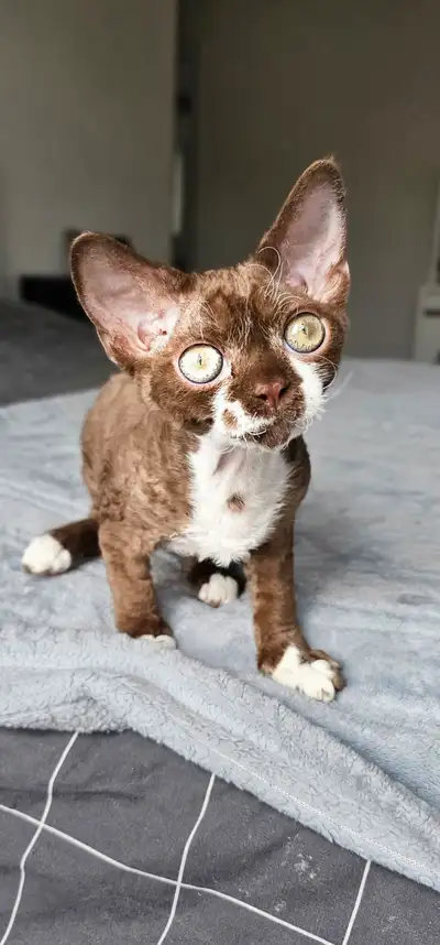 Tica Registered Devon Rex Female, View more