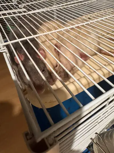 3 Pet Rats with Cage – Looking for a Loving Home, View more