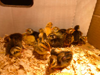 Quail Chicks for Sale
