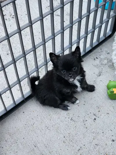 Chihuahua puppies from Reputable Breeder, View more