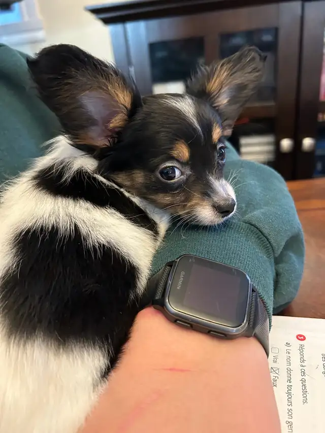Femelle Chihuahua poil long papillon 4lbs in Dogs & Puppies for Rehoming in Laval / North Shore - Image 4
