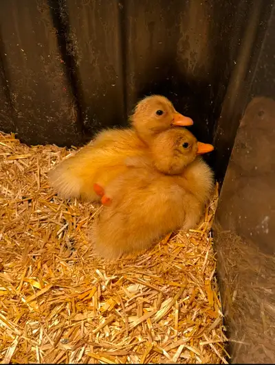 Jumbo Pekin Ducklings, View more