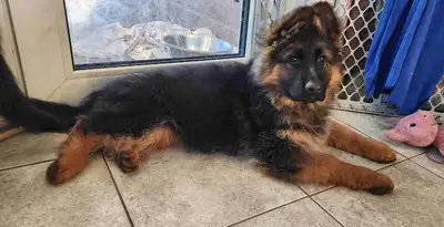 Long Haired German Sheperd Puppies VOM EISTOBEL KENNEL , View more