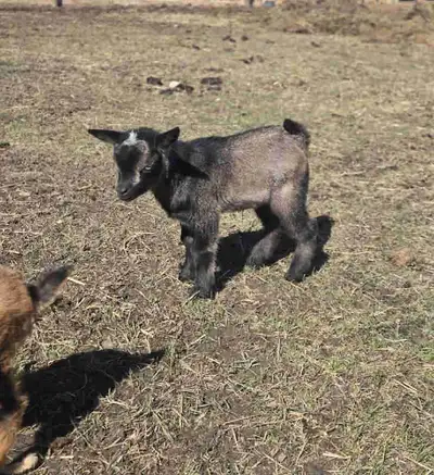 nigerian dwarf wethers, View more