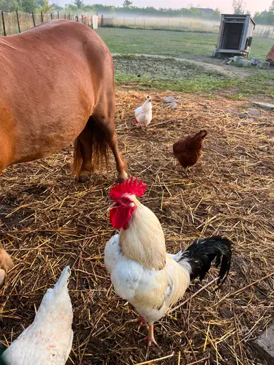 Rooster, View more