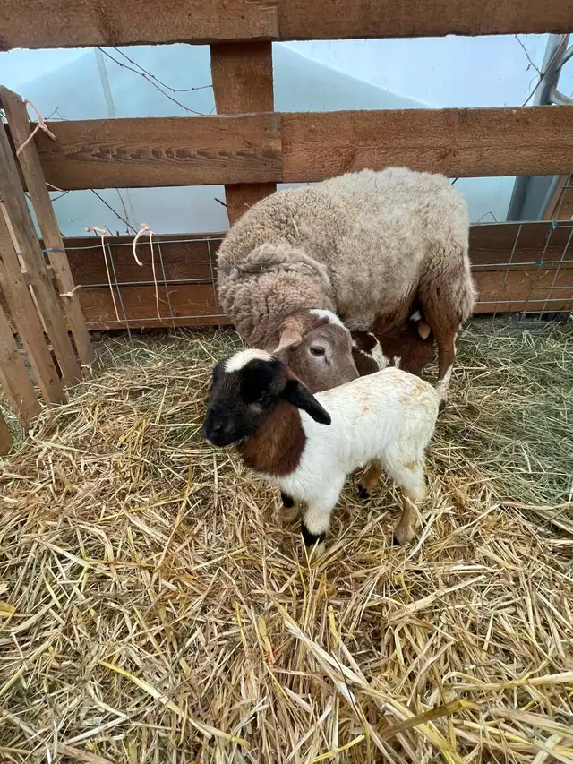 2 hair sheep ram lambs breeding stock in Livestock in Smithers - Image 9