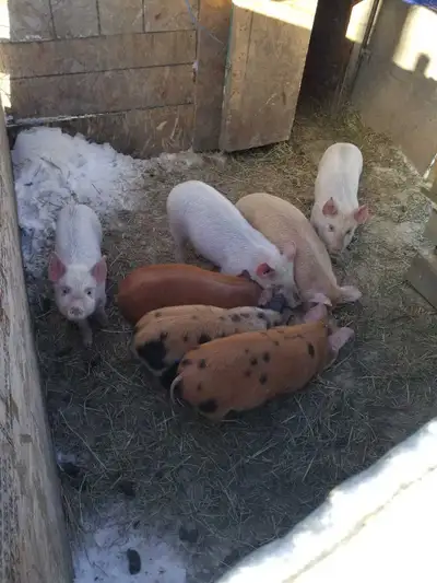 Winter Piglets, View more