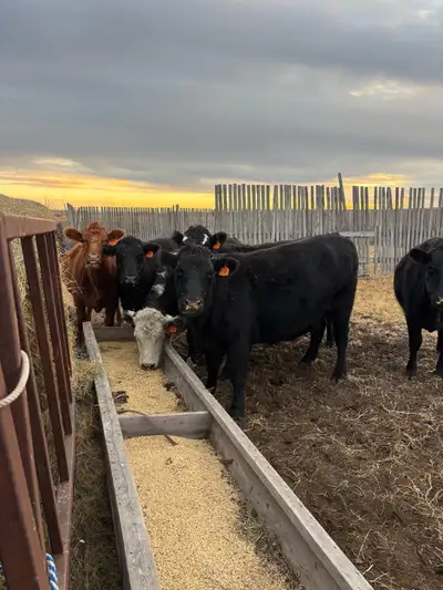 10 (3-5 year old) Bred Cows for sale 7 Black/Black with White Faces 3 Red/Red with White Faces Bred...