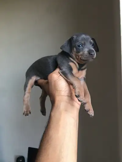 Miniature Pinscher puppies, View more