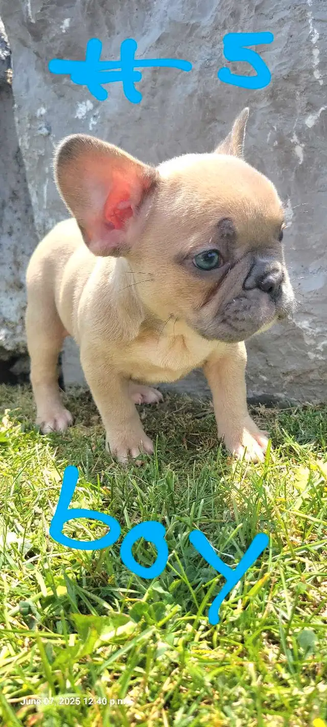 Quality French Bulldog Puppies in Dogs & Puppies for Rehoming in St. Catharines - Image 6