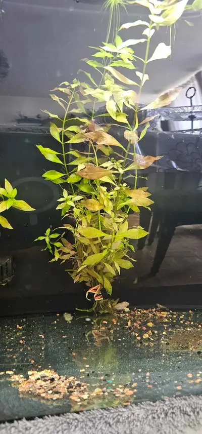 Aquarium Plants , Rotala,  Duckweed, Water lettuce, Guppy grass , View more