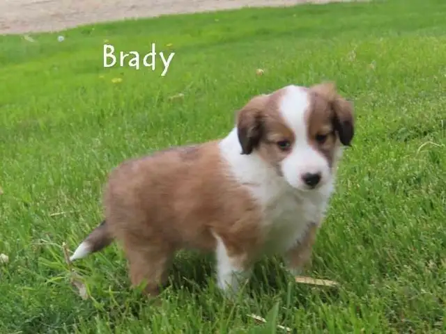 Sheltiepoo puppies. in Dogs & Puppies for Rehoming in Kitchener / Waterloo - Image 7
