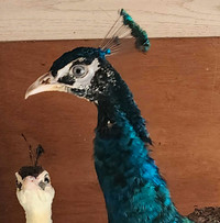 INDIAN BLUE PEACOCK - 1 YR OLD