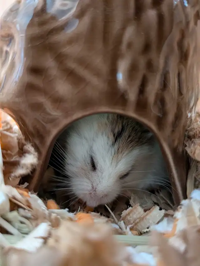 Roborowsky Hamster for Rehoming in Small Animals for Rehoming in Ottawa - Image 4