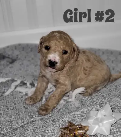We have a litter of adorable F1B Labradoodles available! Mom is a very gentle, curly, cream colored...