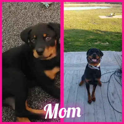 German Rottweiler/German Shepherd puppies, View more