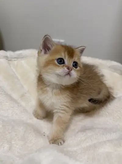 Purebreed Scottish Fold/Straight kittens for sale, View more