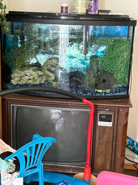 fish and fish tank