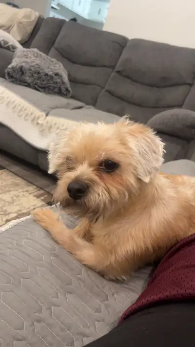 dog for sell, View more