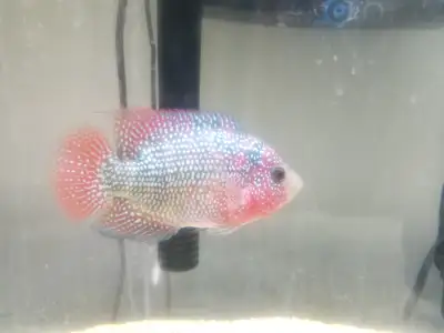 I have a 6" flowerhorn looking more bi colour everyday excellent health eating large pellets $70 fir...