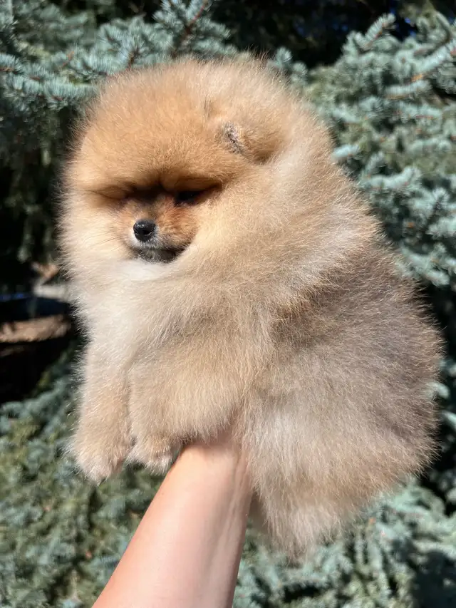 Tiny Teddy Bear Pomeranian Boy in Dogs & Puppies for Rehoming in Vernon - Image 3