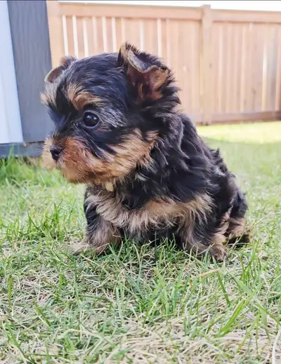CKC REGISTERED YORKSHIRE TERRIER MALE, View more