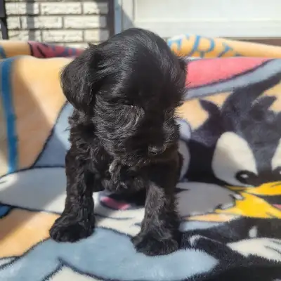 Miniature Schnauzer puppies for sale, View more