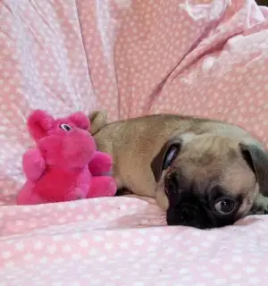 chiots pugs, View more