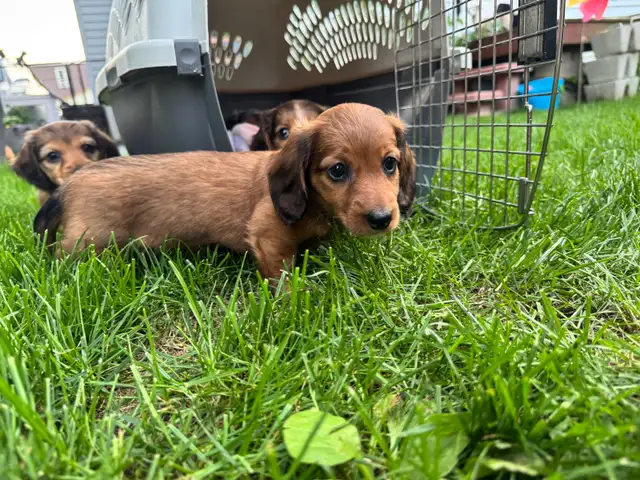 Teckel miniature poil long in Dogs & Puppies for Rehoming in Trois-Rivières - Image 5
