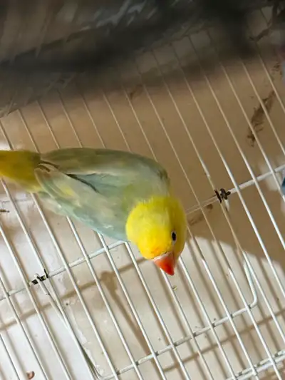 Sable head Fischer lovebird baby, View more