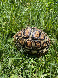 Leopard tortoise 