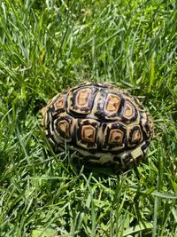 Leopard tortoise 