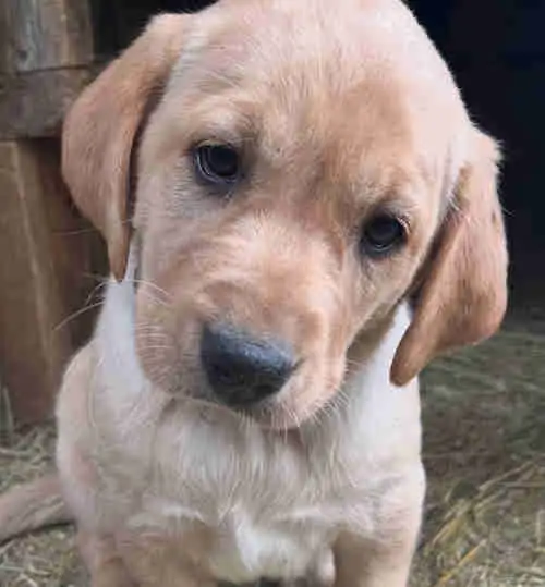 Best FATHERS DAY Gift!! These puppies are so adorable, playful and cuddly!! Red Fox Labrador Retriev...