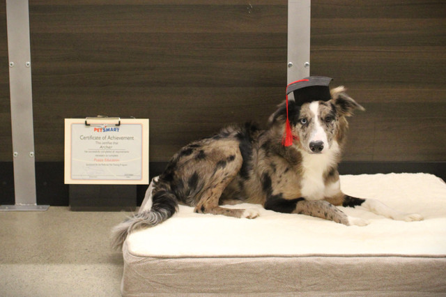 Free to a farm 7 month Border Collie in Dogs & Puppies for Rehoming in Kamloops - Image 2