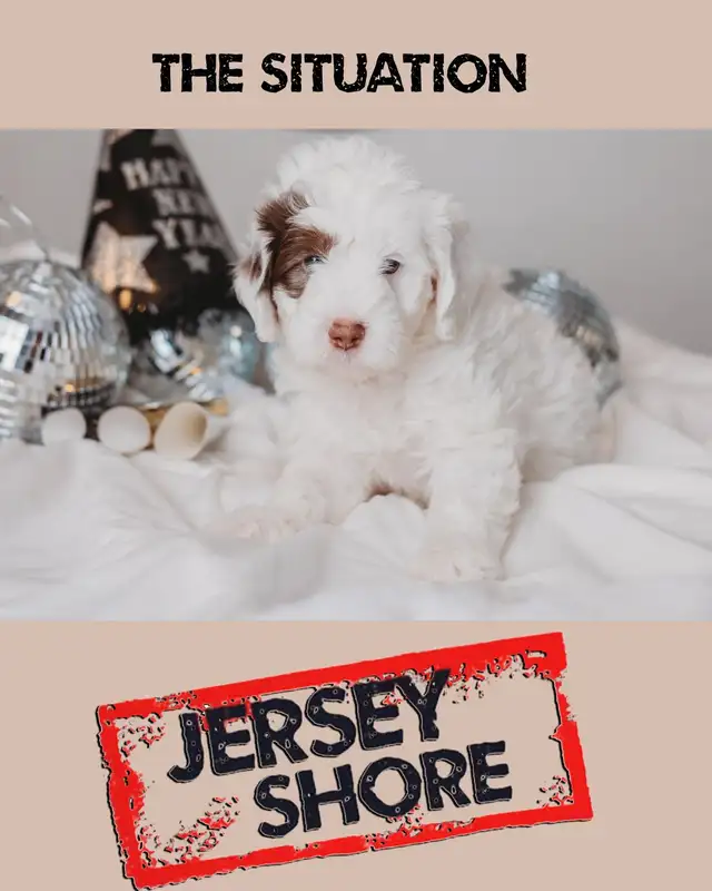 Multigenerational Mini Sheepadoodle available. Will be 30-35lbs in Cats & Kittens for Rehoming in City of Toronto - Image 4