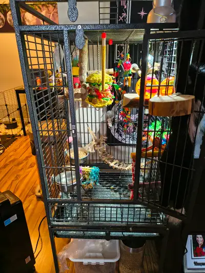 Budgies ,cage ,toys ,food everything you need, View more