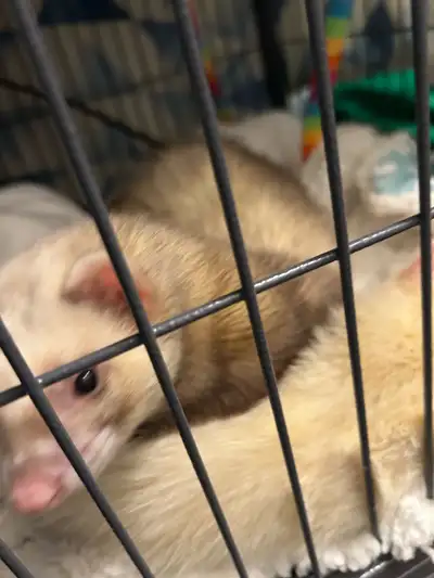 2 bedroom apartment for rent with backyard 1850.00 all inclusive first and last is required. Picture...