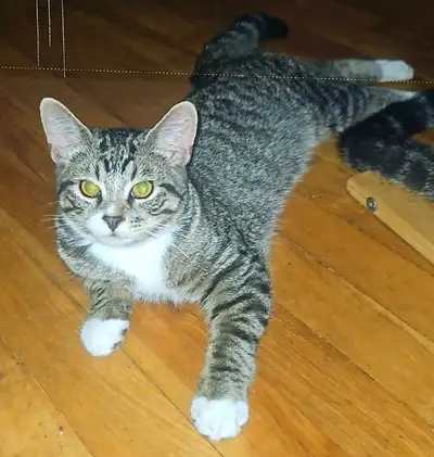 Beautiful Tabby Kittens available , View more